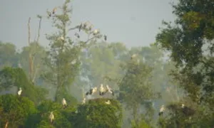 Bãi hàng nghìn chim sinh sản ở Đồng Tháp